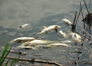 На Лебяжьем озере вымерла рыба