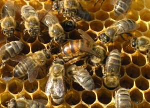 Сотрудники ГЧС спасли школу… от пчёл