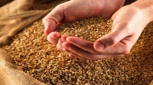 Одесская область собрала рекордный урожай зерновых