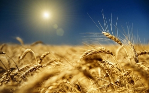 Украина будет производить 100 миллионов тонн зерновых в год – прогноз Минагропрода