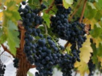В Измаиле появится музей вина