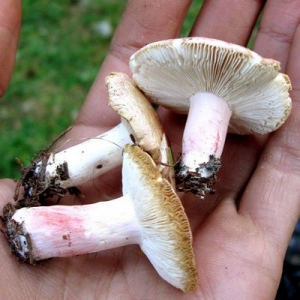 Дикорастущие грибы - опасная пища
