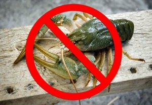Одесский рыбоохранный патруль вводит запрет на лов раков в Дунае и придунайских водоемах