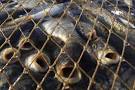 В Николаеве полицейские обвинили рыбинспекцию в "крышевании" браконьеров