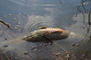 На озере Сафьяны опять гибнет рыба