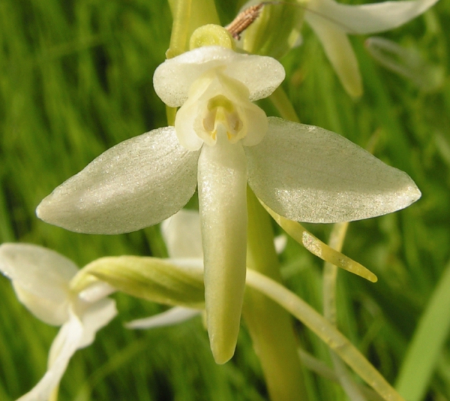 Дикие орхидеи в Бессарабии