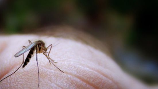 В Украине обнаружили опасную инфекцию, которая передается с укусом комара