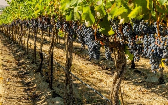 Завершается составление кадастра виноградников Одесской области
