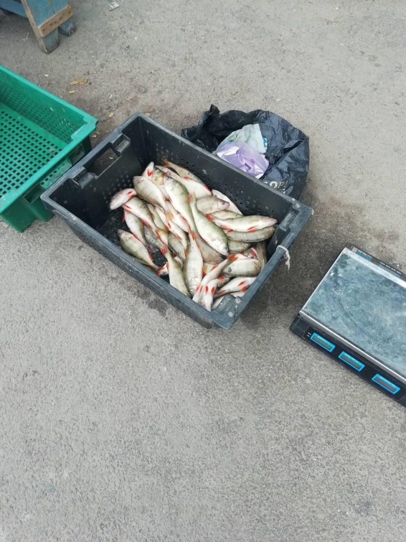 В течение недели в Одесской области изъято 71 кг рыбы и 30 запрещенных орудий лова