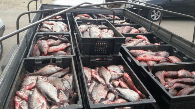 С начала года браконьеры нанесли ущерб на 1,3 млн грн - Одесский рыбоохранный патруль