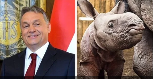 Венгерский премьер Орбан "усыновил" носорога: в сети выбирают животному имя