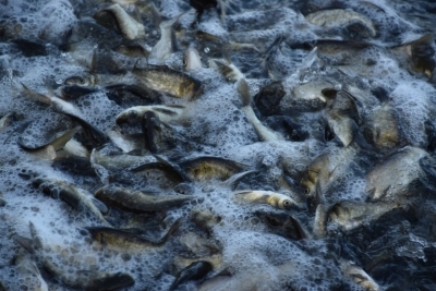 В водоёмы Одесщины вселили 120 тонн молоди рыб