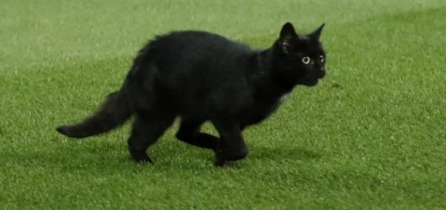 Матч чемпионата Англии прервали из-за черного кота: курьезное видео