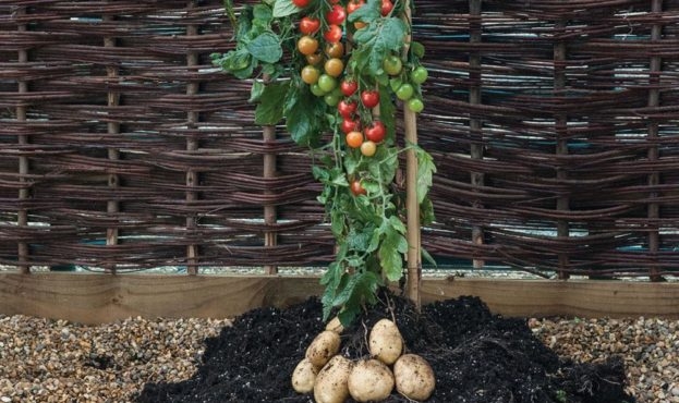 Картофелетомат - чудо-растение для украинских грядок