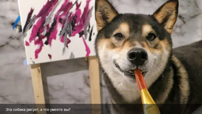 В Канаде рисунки собаки продали за 5 тысяч долларов: курьезные фото