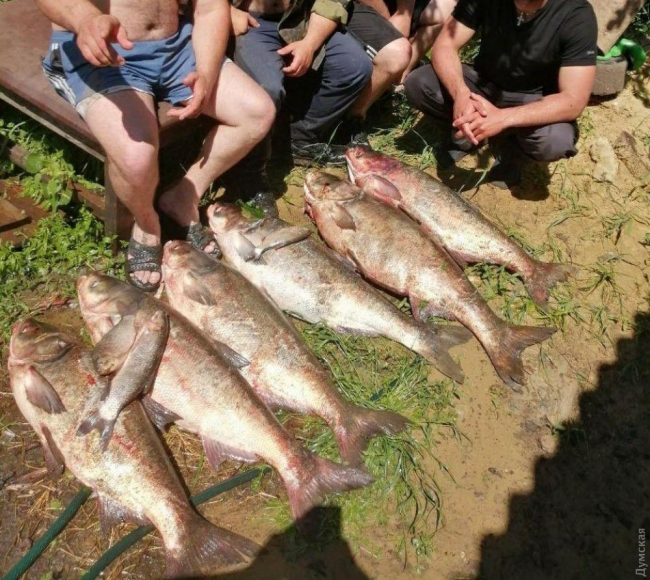 В Одесской области из-за наводнения рыбу выносит на поля и огороды