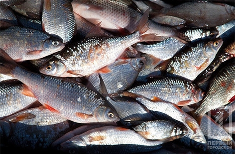На озере Китай браконьер выловил рыбы на 9 тысяч гривен