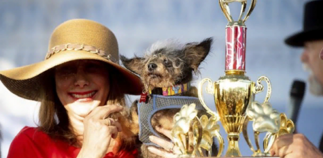 В США выбрали самую уродливую собаку в мире: забавные фото победителя