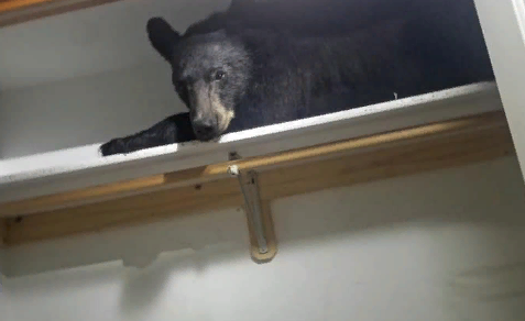 Медведь залез в дом и улегся спать в шкафу: курьезные фото
