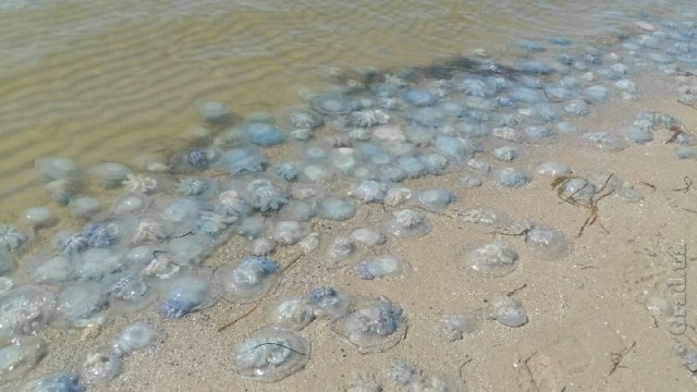 Черноморское побережье Затоки усыпано опасными медузами корнеротами