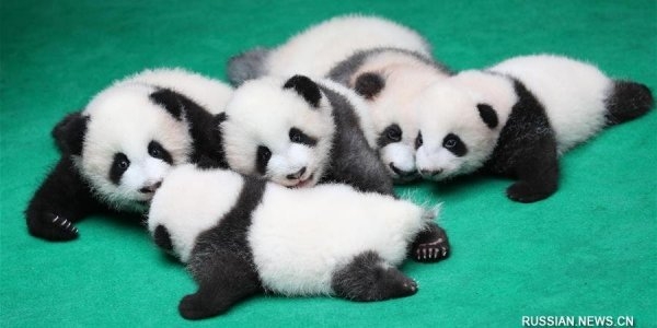 Огромная доза ми-ми-ми: в Китае публике показали сразу семь детенышей панды