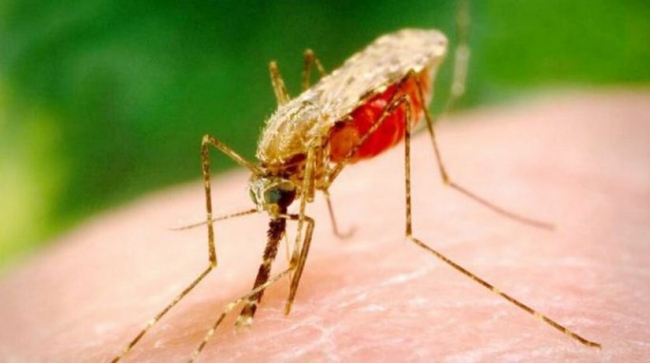 В Киеве зарегистрировано девять случаев малярии