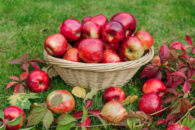 Яблоки с пятнами опасны для жизни