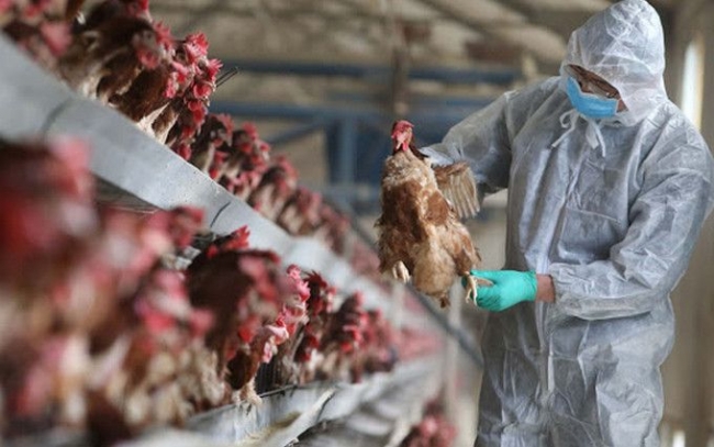 Китай сообщает о вспышке смертельного птичьего гриппа H5N1