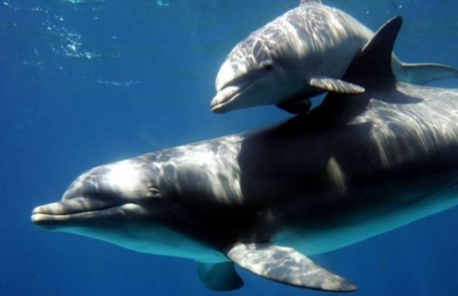 Над дельфинами в Индийском океане нависла угроза полного исчезновения