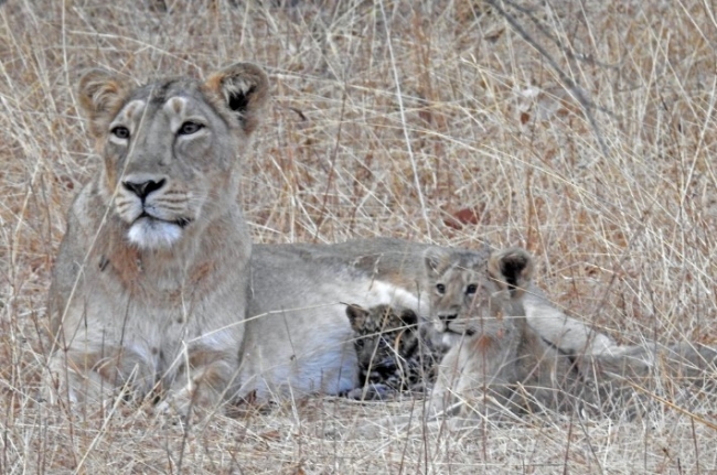 В Индии львица "усыновила" и выходила больного детеныша леопарда