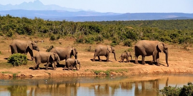 В Таиланде десятки слонов были выпущены на волю