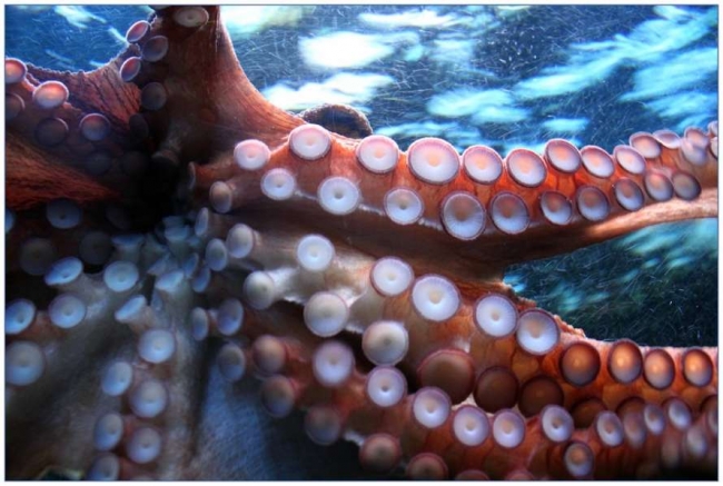 Ученые установили, какие представители морской мегафауны скоро вымрут