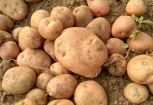 Старый картофель вреден для здоровья