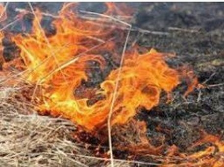 В Одесской области объявлен наивысший уровень пожароопасности