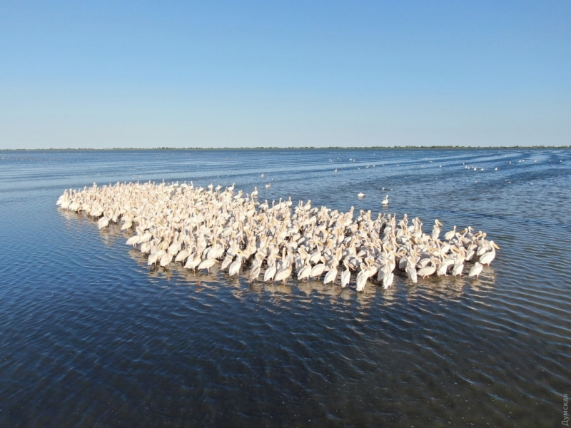 В нацпарке «Тузловские лиманы» поселились полторы тысячи пеликанов