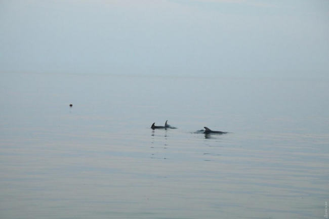 В Одессе прошла спецоперация по спасению стаи дельфинов