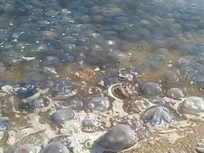 Медузы сплошным ковром покрыли Азовское море