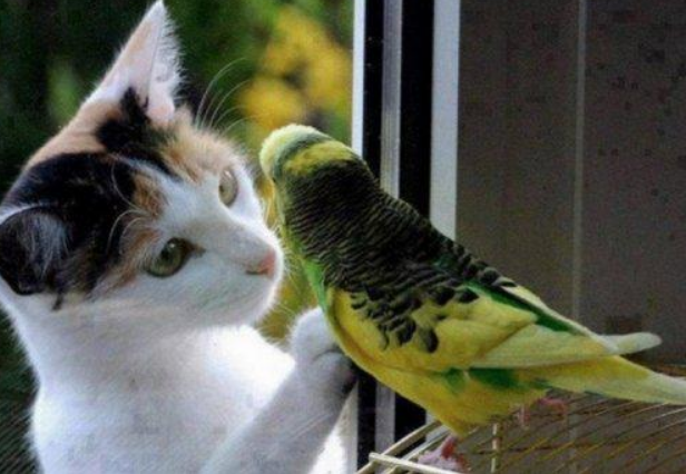 Забавные кошки, которые дружат с птицами