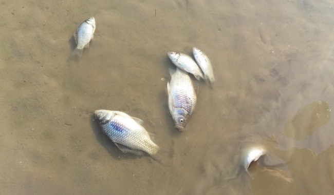 В Татарбунарском районе на лимане зафиксировали мор рыбы