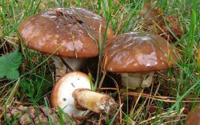 В Вилковский лес за грибами