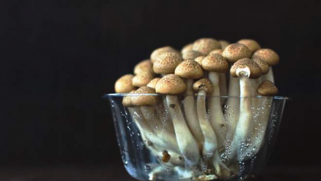 Украинские учёные создали пластик из грибов