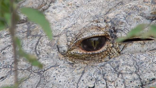 Старейший крокодил Генри, живущий в неволе, празднует 120-летие