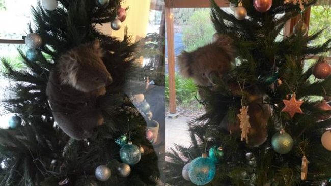 Санта в шортах, питоны и коалы на ёлке: как празднуют Рождество в Австралии