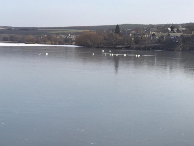 В Одесской области спасли лебедей, примерзших к поверхности пруда