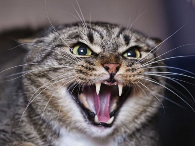 В Одессе домашняя кошка умерла от бешенства