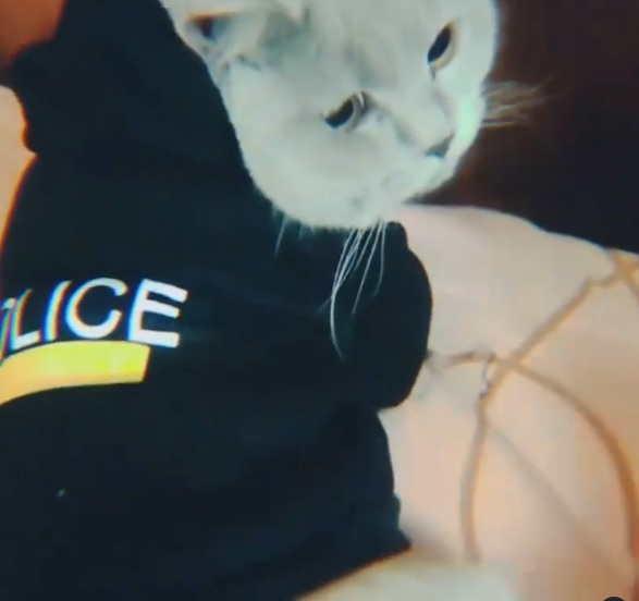 В украинскую полицию "наняли" кота: надсмотрщик за тапками и дежурный по еде