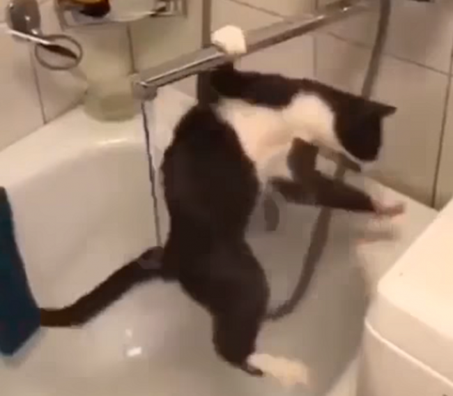 На зависть цирку дю Солей: кот изобразил на водопроводном кране умопомрачительный трюк