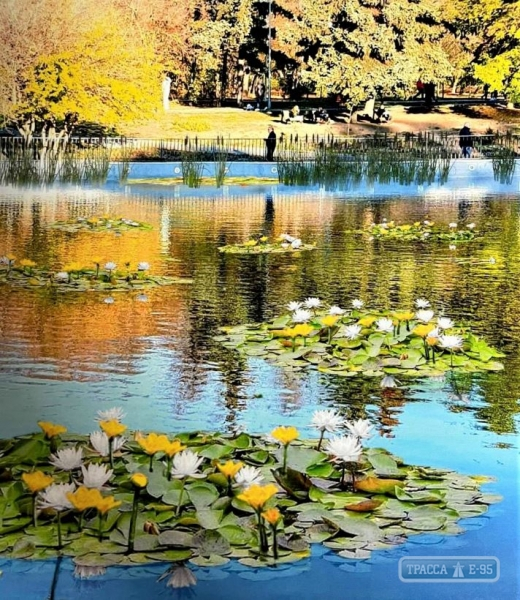 Живые водные цветы украсят пруды в одесском парке Победы