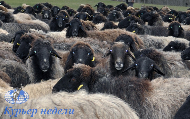 Древнейшая порода овец - каракульская - во "Фрумушике-Нова"