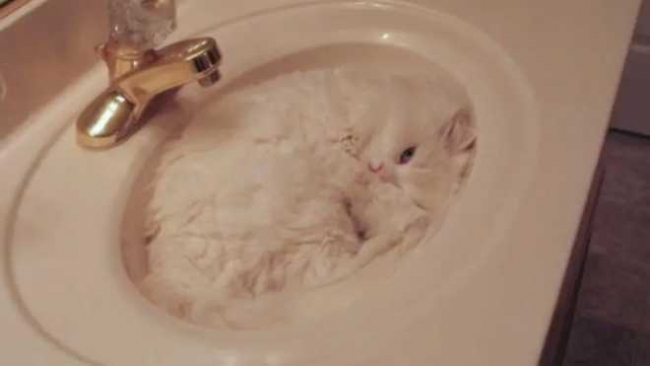Почему коты – это жидкость: фотодоказательства